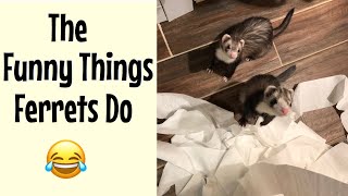 The Funny Things Ferrets Do