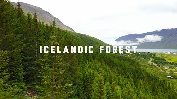 Exploring a man made Icelandic Forest with a Waterfall