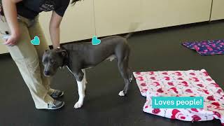 Meet Archie by Pasadena Humane 108 views 3 weeks ago 31 seconds