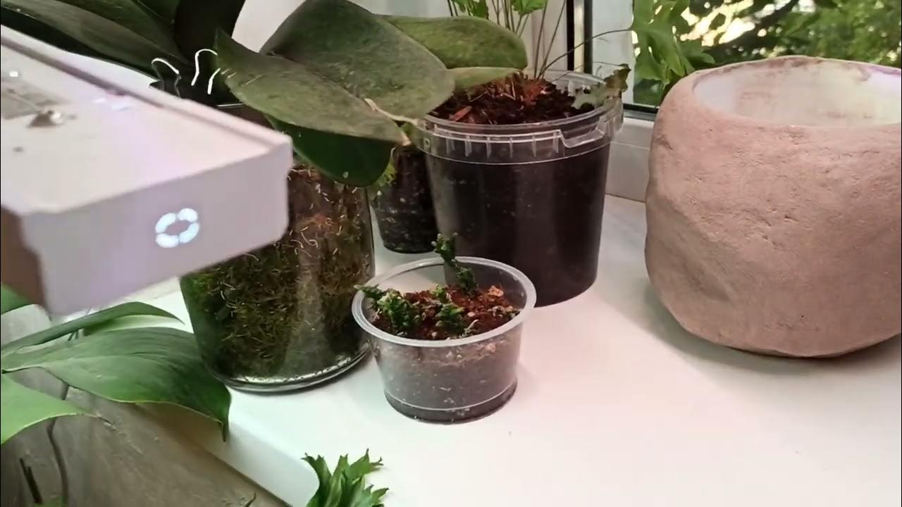 Асплениум Крисси Эми / Asplenium nidus Crissie Amy - YouTube