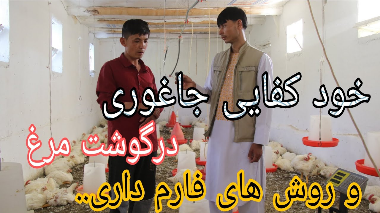 گزارش ازفارم مرغداری ،وروش های جدید فارم داری درجاغوری.!!