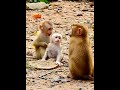 Best sister good care her brother Leo when Mom leave #animals #love #monkey #monkeysr #babymonkey