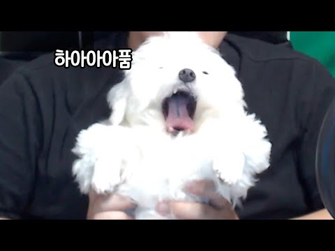 졸려서 하품하는 강아지한테 &amp;#39;<strong>산책갈까</strong>&amp;#39; 라고 말해봤더니ㅋㅋㅋㅋㅋ🤣🤣 #shorts