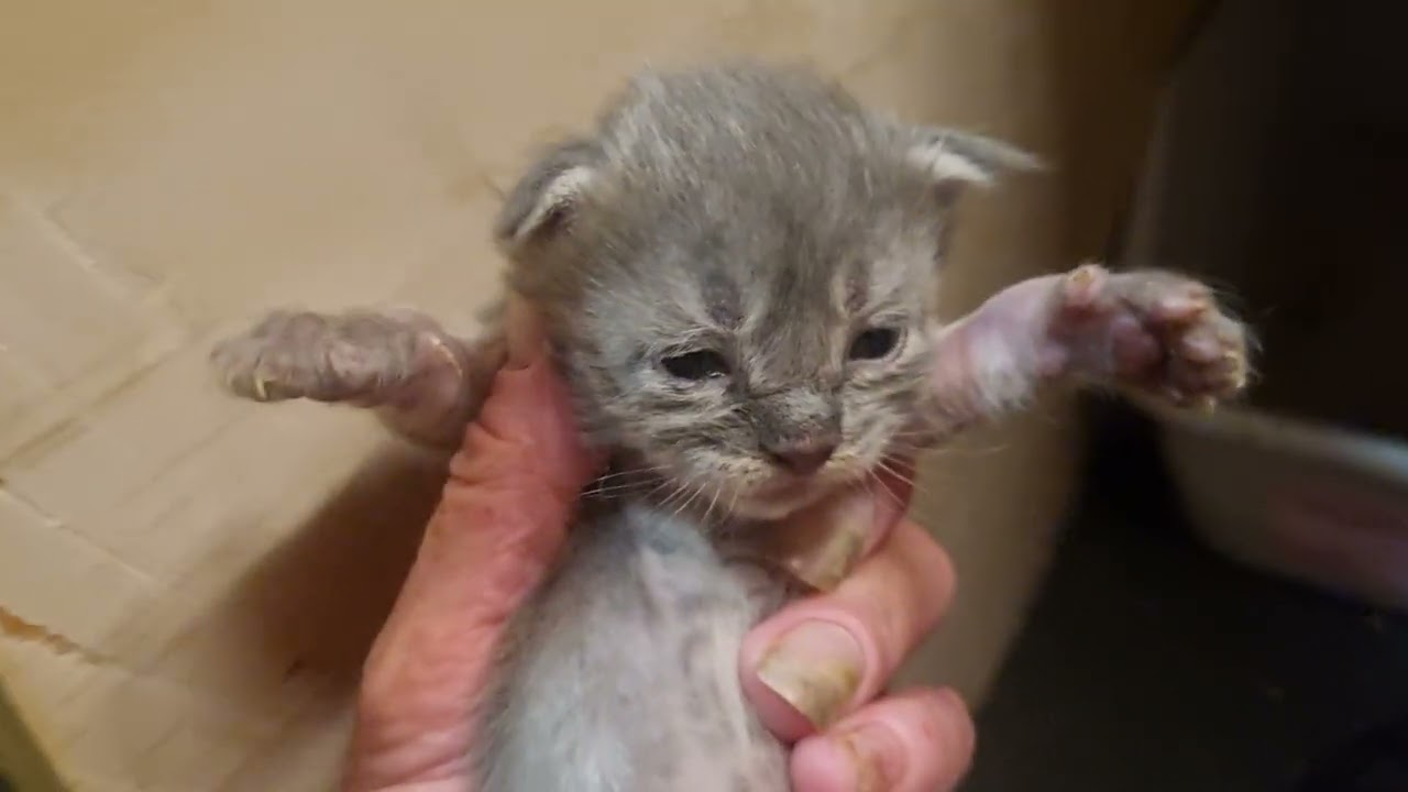 Mondo Maine Coons - Brisbane is on Facebook. 