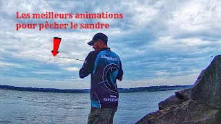 comment pêcher facilement le sandre aux leurres du bord ? les meilleurs animations !