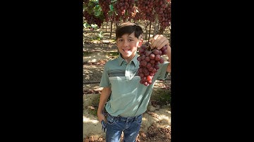 Learning about California Table Grape Vineyards