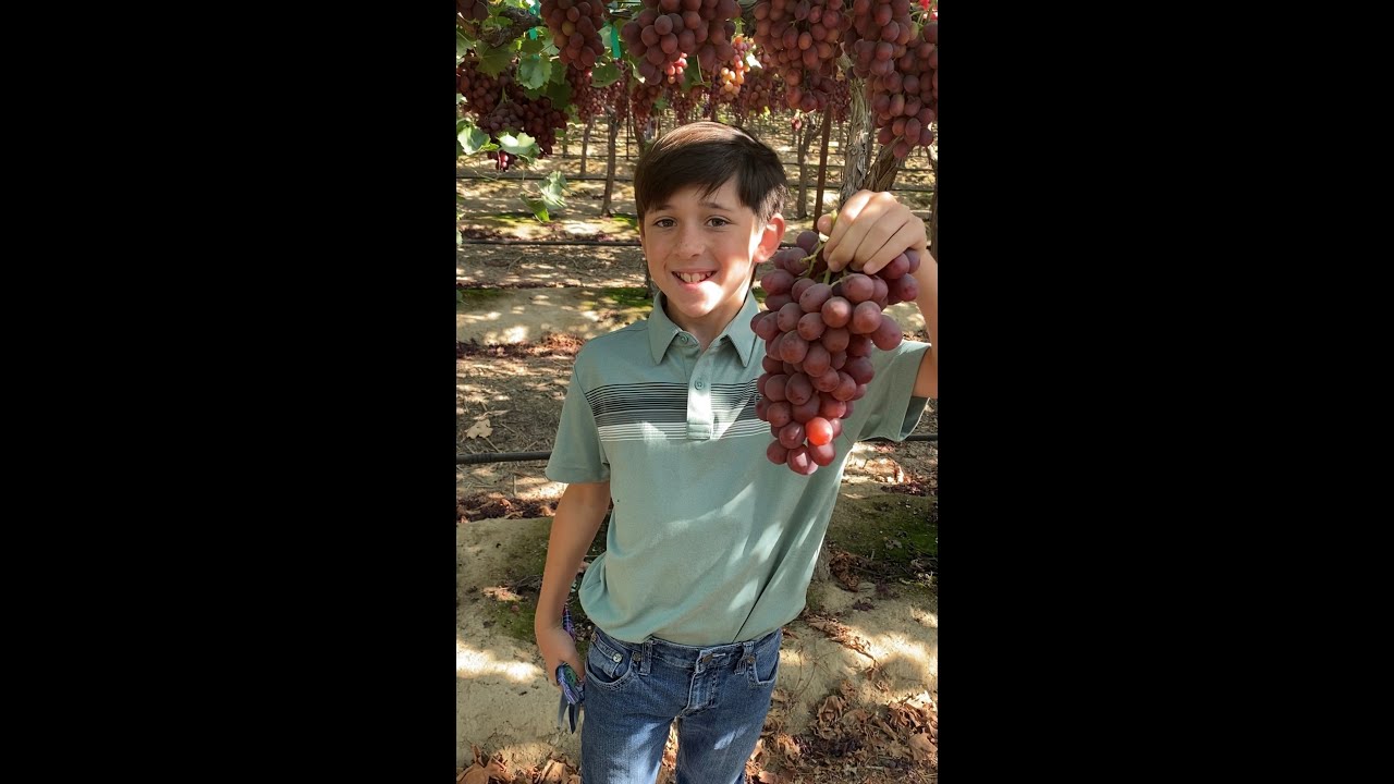 Learning about California Table Grape Vineyards