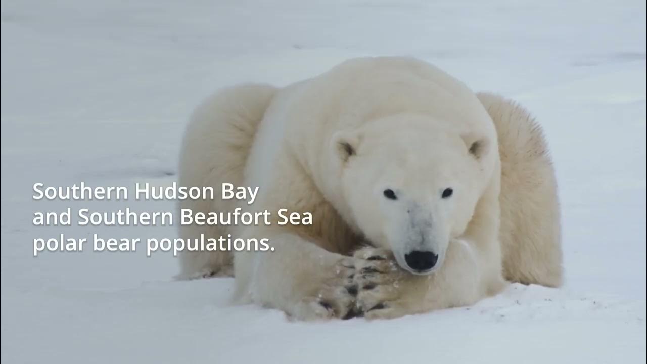 "Detect to Protect" Polar Bears to Help Keep Bears and People Safe