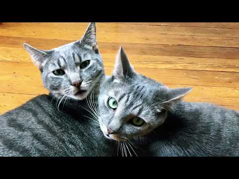Joel Plaskett - Melt The Universe With Brotherly Love music video