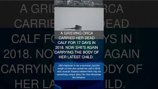 A grieving orca carried her dead calf for 17 days in 2018. Now she's again carrying the body of her