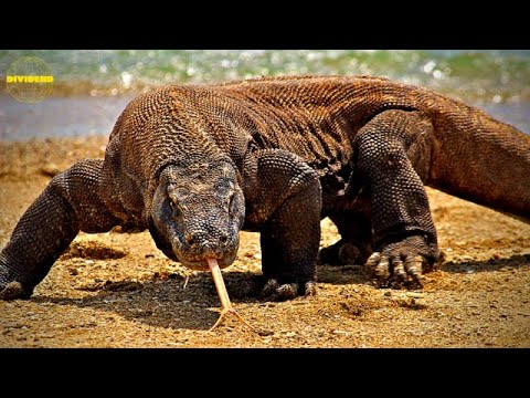 Video: L'ombra dei dinosauri. Komodo 