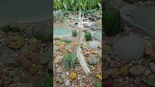 living stones cactus #shortvideo #cactus