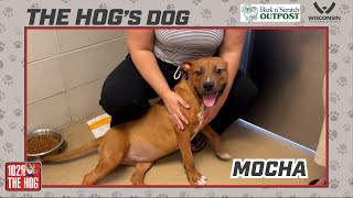 The HOG's Dog - July 25, 2023
