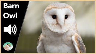 Barn Owl  Sounds