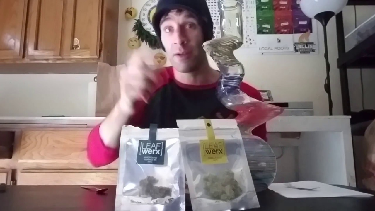 BACK-2-BACK STRAIN REVIEWS || 9 POUND HAMMER || GORILLA GLUE