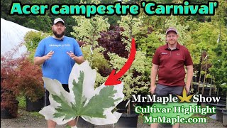 Acer campestre 'Carnival' White Variegated Maple | 10 Gallon