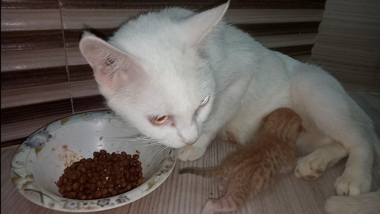 Nursing Mother Cat Kicks Orphan Kitten But Realised Her Mistake Then Start Feeding Milk