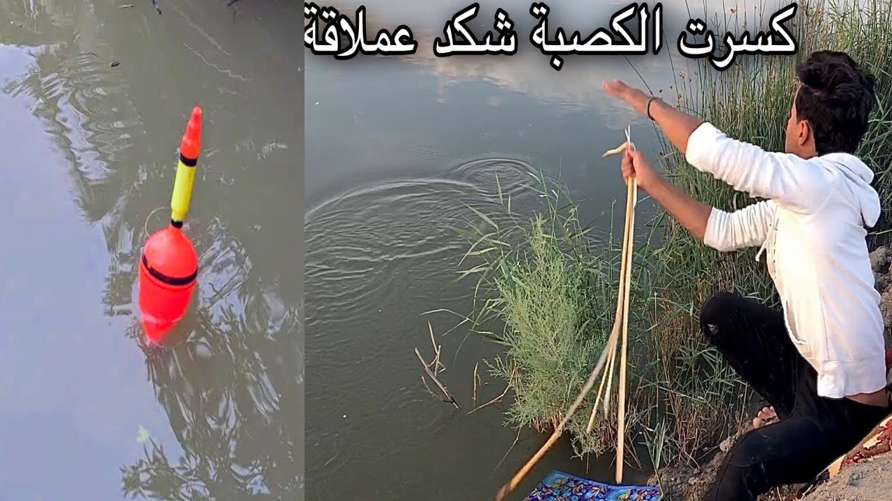 صيد السمتي من جديد بكثرة مو طبيعية اهوار الناصرية