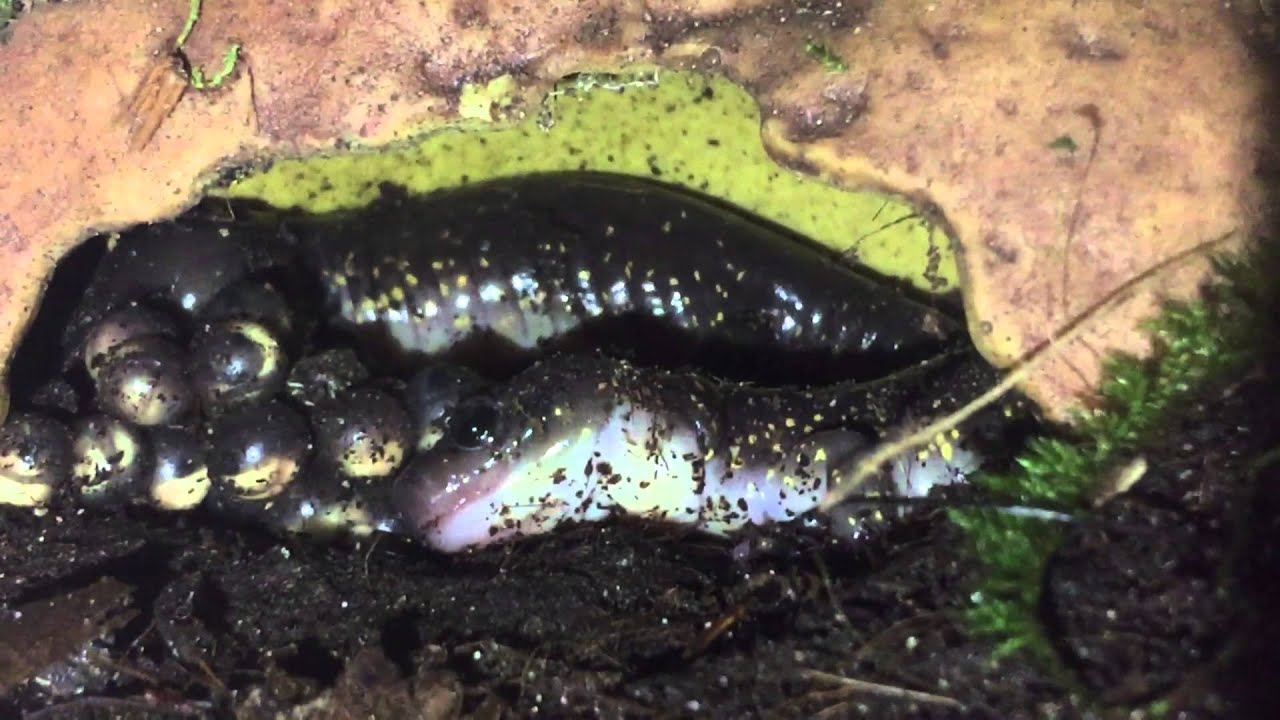 Aneides lugubris Mom And Dad paternal behavior