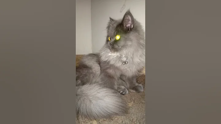 Video 3787421: cute grey persian cat