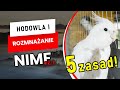 Hodowla i Rozmnażanie NIMF - czyli jak zabrać się za hodowlę papug? Podstawowe informacje cz.1