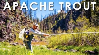 Fishing for the ULTRA RARE Native Apache Trout in Arizona! || #FieldTrips