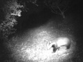 Badger filmed with infra-red camera-trap, garden in Stroud.  Ian Redmond