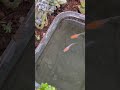 めだか