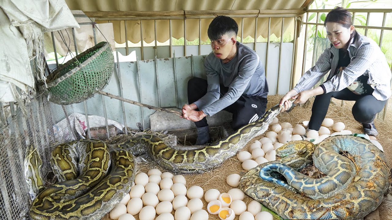 Python Chase Giant Python Chase After Egg Harvest – Ms.Hoa’s Unexpected Jungle ...