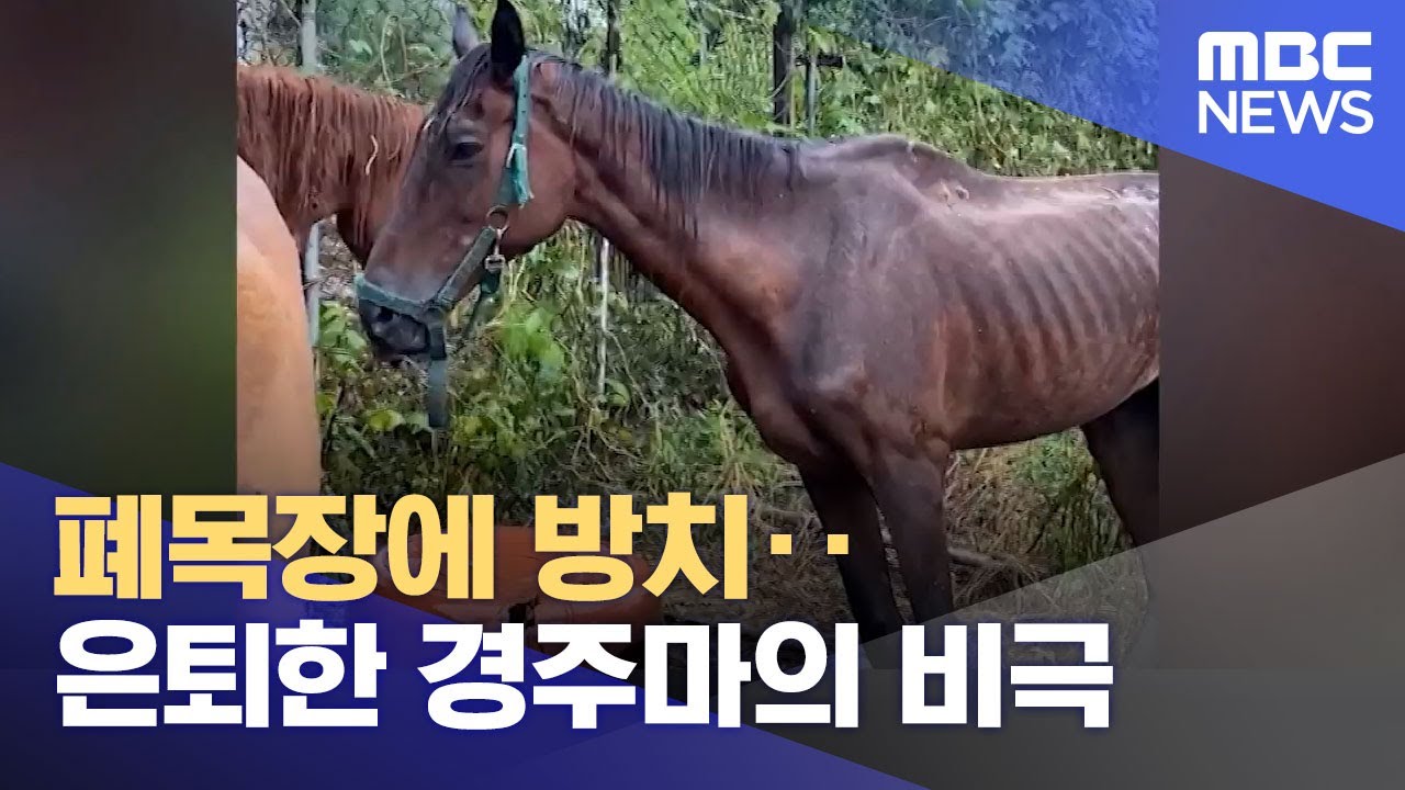 폐목장에 방치‥은퇴한 경주마의 비극 (2022.08.30/뉴스투데이/MBC)