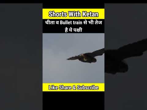 Peregrine falcon Vs Cheetah Speed Race #Shorts #falcon #Tiger - YouTube
