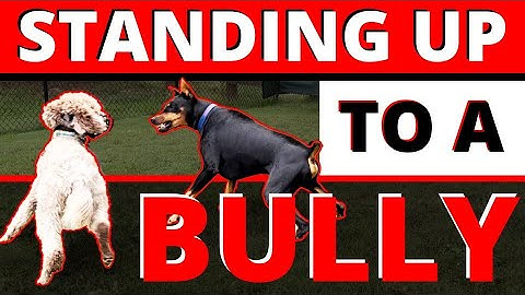 Control Freak Attacks Dogs & People When They Make Sudden Movements - Toughest Dog I