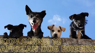 Exploring 10 African Dog Breeds
