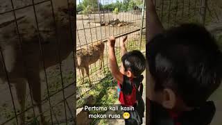 pertama kali kasih makan rusa #shorts