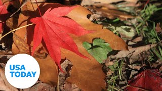 Beautiful foliage lights up parts of US | USA TODAY
