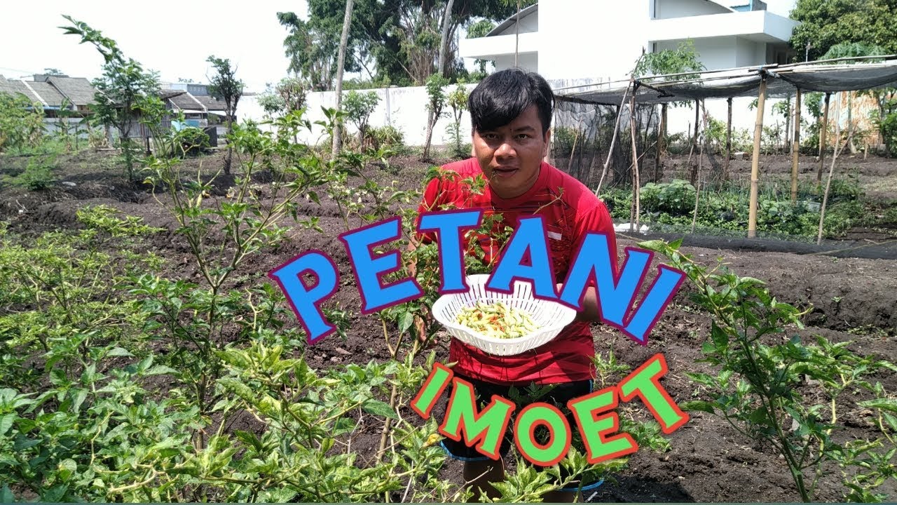 BUDIDAYA KANGKUNG ORGANIK (1) 