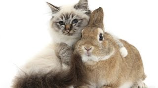 Лучшие ПРИКОЛЫ 2017! В мире животных! ч.2 Только юмор и позитив!!! Лучшие ПРИКОЛЫ 2017! В мире животных! ч.2 Только юмор и позитив!!!