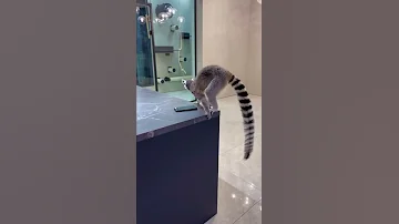 Самая любимая еда лемура Марго 🤔