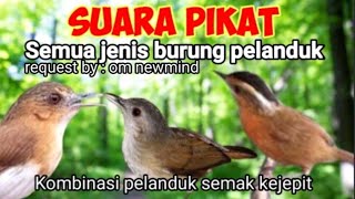 Suara Mp3 Pikat Semua Jenis Burung Pelanduk