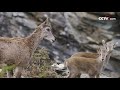 [아름다운 중국] 쓰촨 아덴 국가급 자연보호구 |CCTV 한국어방송