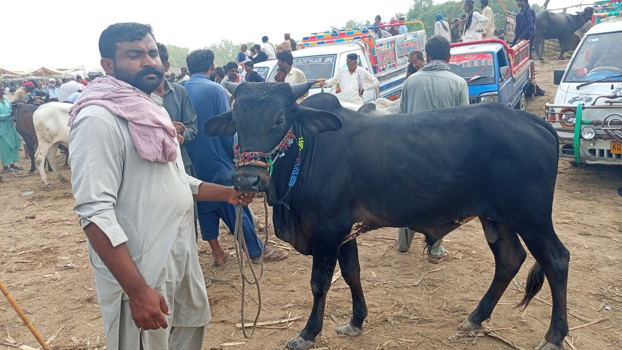 Talhar Bachra Mandi 09 Aug 2025 | Bachray farming ki Pakistan| Bachra Price in Pakistan