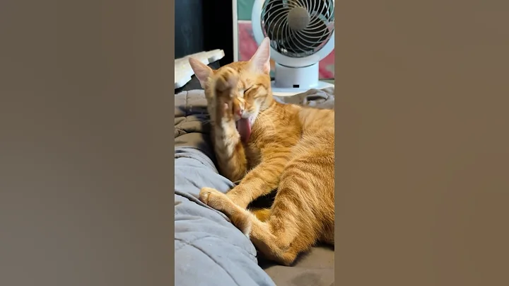 Watch the video about Orange Cat Washing Face, Cute Kitten Grooming Himself, Rescue Cat Living Best Life #cats #catvideos