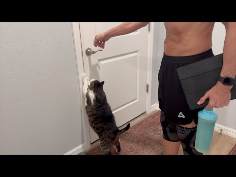Our Cat Mia Thinks the Garage Gym Is Hers!