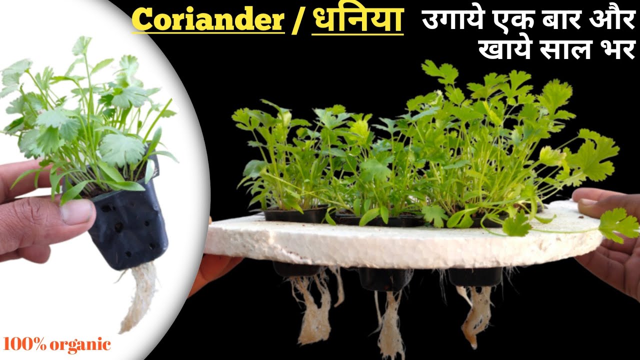 Grow Coriander At Home in Water . सिर्फ पानी में धनिया उगाने का नया