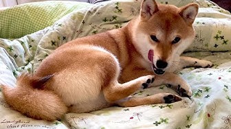 ぐねぐねきゅうちゃん Youtube ぐねぐねきゅうちゃん Youtube