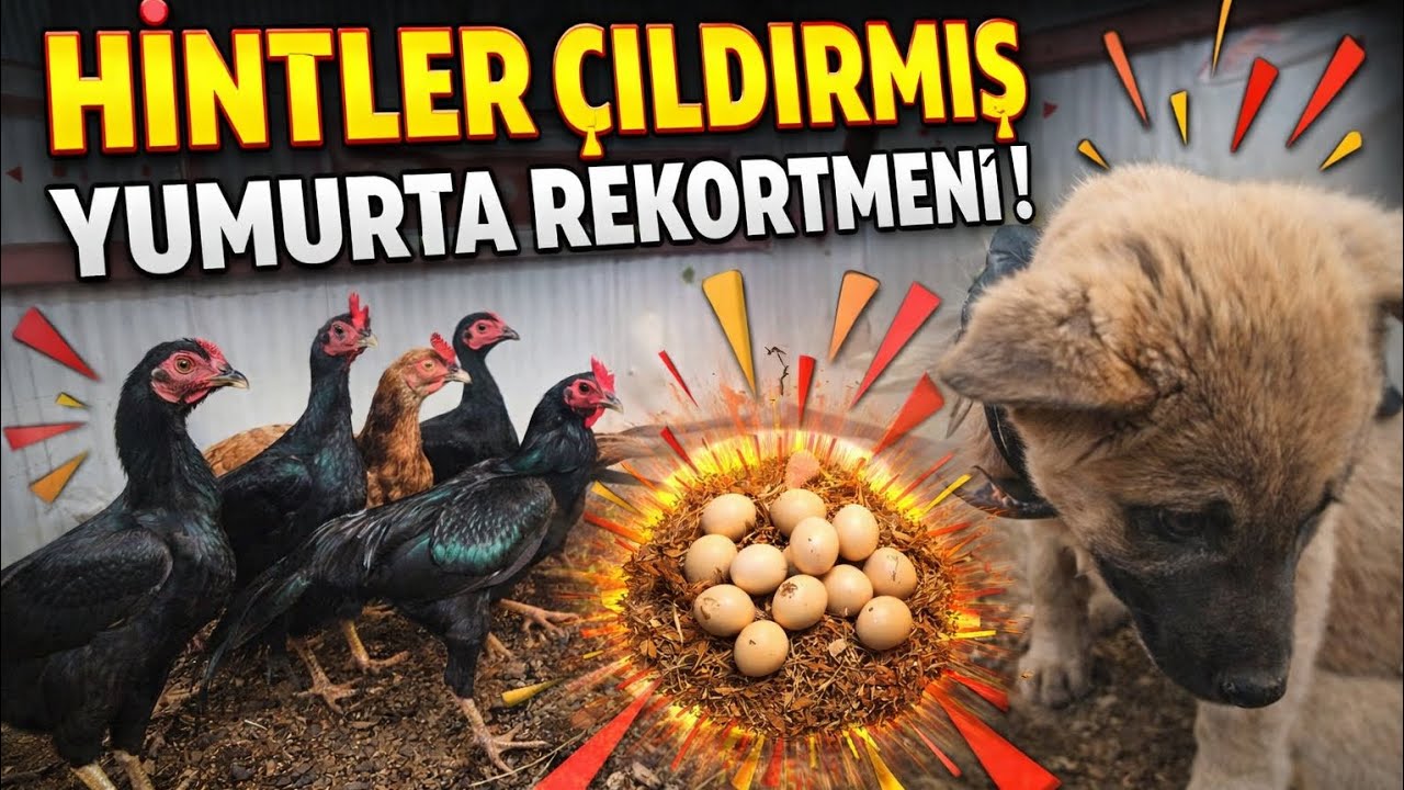 Süs Tavuğu Çiftliğimiz Bölüm 2 / Hint Tavukları Haftanın Yumurta Şampiyonu 🐣