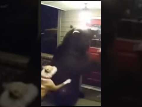 بيتبول ينقذ رجلا من هجوم دب فيديو لوكو فيديو مضحك كوميديا ه