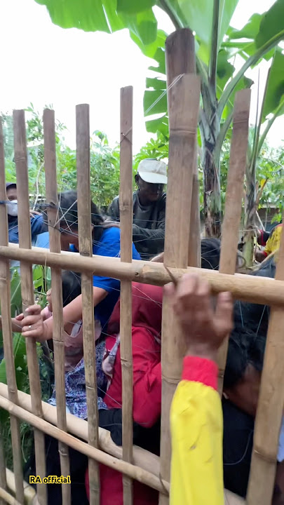 Ibu baju biru kena sama kuda lumping‼️seni benjang mekar budaya