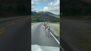 Whimsical Reindeer Saunters by as POV Attempts to Pass