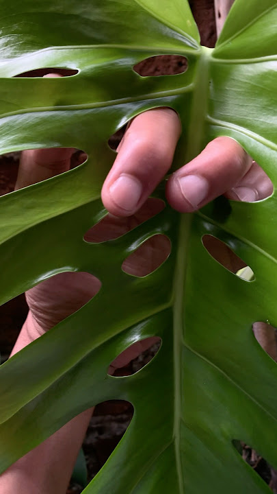 Lubang janda yg cantik #monstera #plantid #penetration #green #youtubeshorts